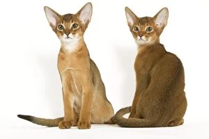 Images Dated 24th September 2005: Cats - Abyssinian - in studio