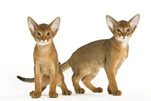 Images Dated 24th September 2005: Cats - Abyssinian - in studio