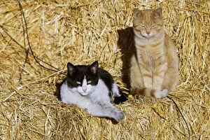 Cats - black & white and ginger cat sitting on straw bales
