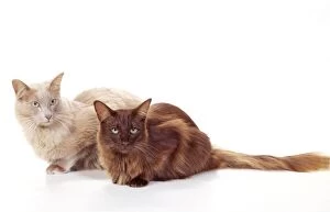 CATS - British Angora, Fawn and Chocolate