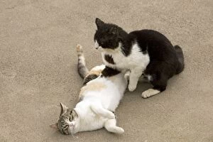 Stray Gallery: Cats - courtship - Stray