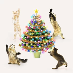 Cats dancing / rocking around a Cristmas Tree