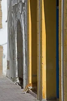 Doors Prints: Cats - entering doorways in alley. Morocco