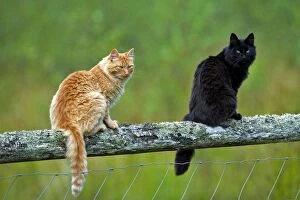 Cats - ginger tabby and black and white together on fence