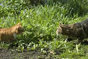 Cats - Ginger and Tabby facing off to each other