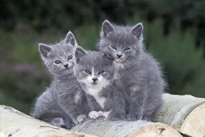 Cats - Three grey and white kittens together on logpile