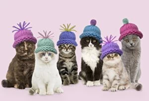 Images Dated 30th July 2012: Cats - group wearing woolly hat Digital Manipulation: composition all different LA cats. SU hats
