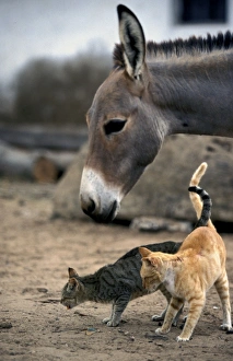 Images Dated 20th January 2011: Cats - on the Island of Lamu - Indian Ocean