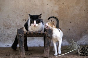 Images Dated 20th January 2011: Cats - on the Island of Lamu - Kenya - Indian Ocean