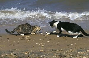 Images Dated 20th January 2011: Cats - on the Island of Lamu - Kenya - Indian Ocean