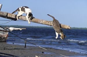 Images Dated 21st January 2011: Cats - on the Island of Lamu - Kenya - Indian Ocean