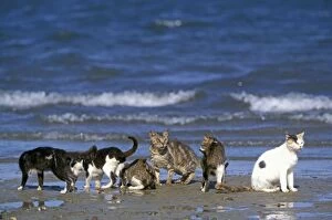 Images Dated 20th January 2011: Cats - on the Island of Lamu - Kenya - Indian Ocean