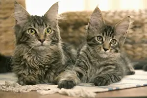 Maine Coon Prints: Cats - Maine Coon - Two lying down together