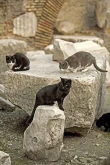 Images Dated 31st October 2005: Cats - Markets of Trajan - Rome - Italy
