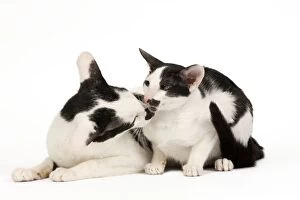 Affectionate Gallery: Cats - Oriental
