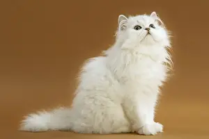 Persian Chinchillas Prints: Cats - Persian Chinchilla