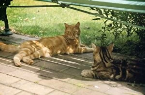 Cats - two resting in under bench in the shade