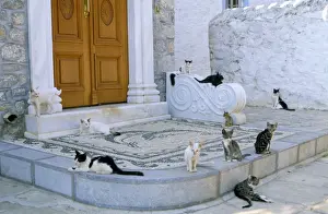 Mediterranean Prints: Cats - Santorini Island - Greece