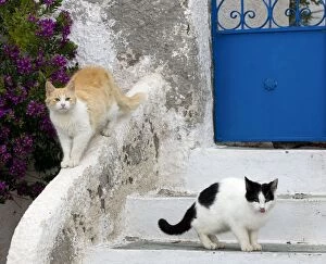 Images Dated 10th April 2012: Cats - Stray