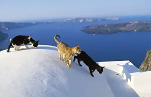 Cats - on wall - Santorini Island - Greece
