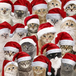 Backgrounds Gallery: Cats wearing Christmas hats