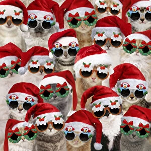 Crowd Gallery: Cats wearing Christmas hats and glasses