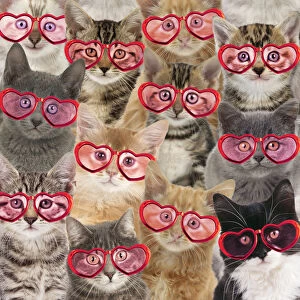 Crowd Gallery: Cats wearing hearts hsaped glasses, valentine