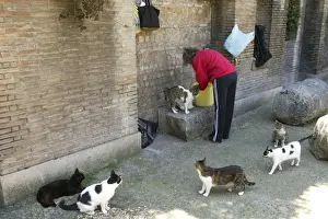 Hungry Prints: Cats - woman feeding stray cats in Rome Italy