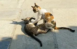 Play Fighting Prints: Cats - x 2 playing - Santorini Greece
