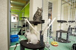 Cattery - two cats in cattery cage with toys & bed