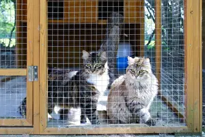 Cattery Prints: Cattery - with Maine Coon cats