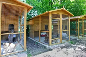 Cattery - with Maine Coon cats
