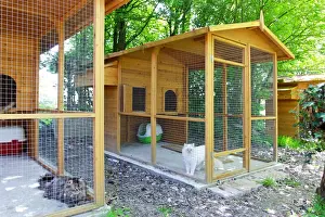 Cattery - with Maine Coon cats