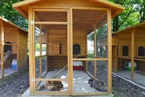 Cattery - with Maine Coon cats
