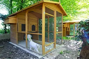 Cattery - with Maine Coon cats
