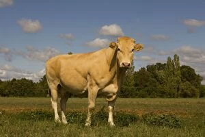 Images Dated 24th August 2011: Cattle