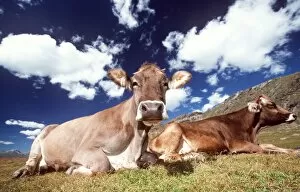 Images Dated 1st October 2008: CATTLE - ALPINE COWS LYING