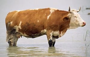 CATTLE - Ayrshire Cow - standing in water, resting