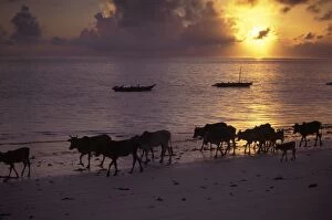 Images Dated 3rd December 2010: Cattle on Beach at Sunrise Jambiani, Zanzibar, Tanzania