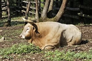Images Dated 8th July 2006: Cattle - Bearnaise cow