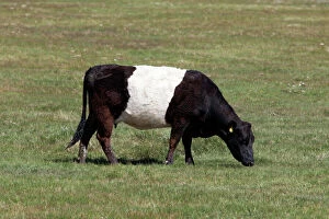 Cattle Gallery: Cattle - Belted Galloway / Dutch Belted