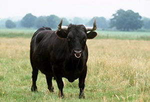 Images Dated 1st October 2008: CATTLE - BLACK DEXTER BULL, Standing in field
