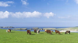 Cattle breeding, Shetland Islands, Scotland