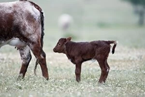 Bullock Gallery: Cattle - bull calf for beef breeding