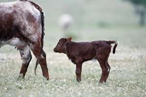 Images Dated 18th April 2009: Cattle - bull calf for beef breeding