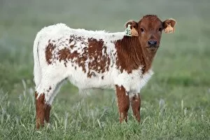 Cattle - bull calf with ear tags, beef cattle breed