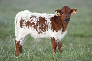 Bullocks Collection: Cattle - bull calf with ear tags, beef cattle breed, Alentejo. Portugal
