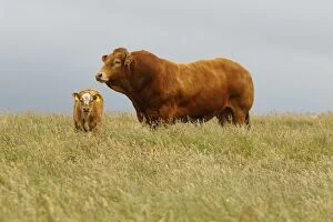 Cattle bull and calf grazing Scotland, United Kingdom
