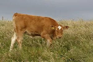 Cattle calf grazing Scotland, United Kingdom