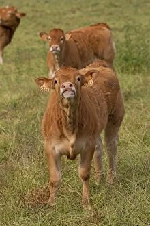 Images Dated 6th July 2012: Cattle - calf - Limousin breed